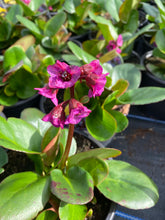 Load image into Gallery viewer, Bergenia “Eroica”
