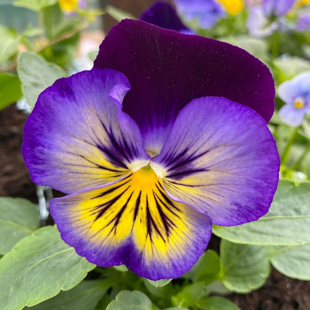 Midnight glow Pansies