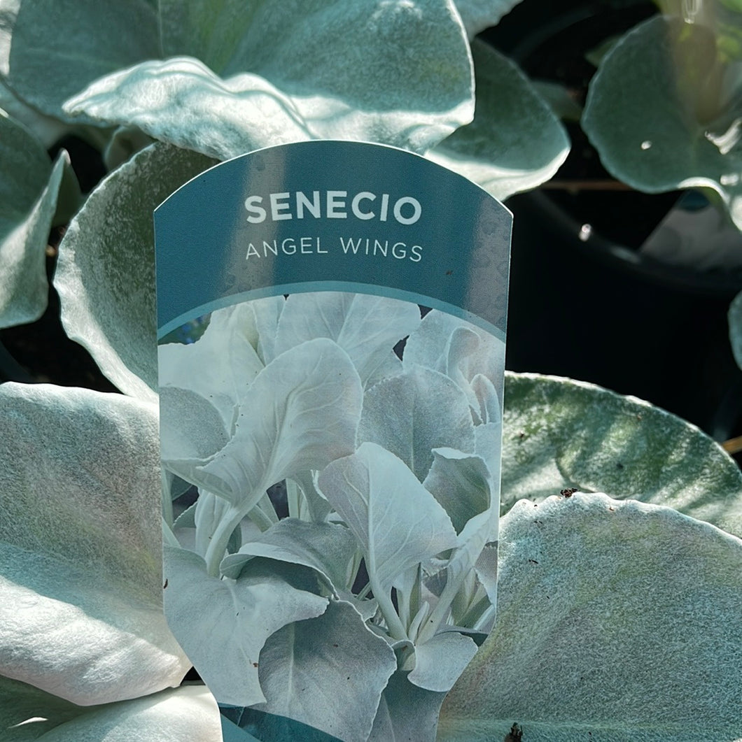 Senecio Angel Wings
