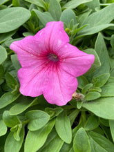 Load image into Gallery viewer, Wave Trailing Petunia ‘Bubblegum’
