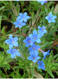 Lithodora Heavenly Blue