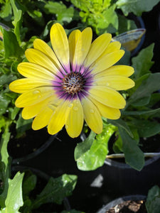 Osteospermum ‘Blue Eyed Beauty’