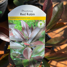 Load image into Gallery viewer, Photinia Red Robin
