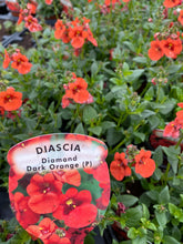 Load image into Gallery viewer, Diascia Diamond dark orange
