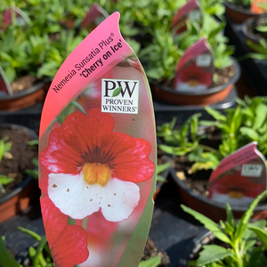 Nemesia ‘Cherry on ice’