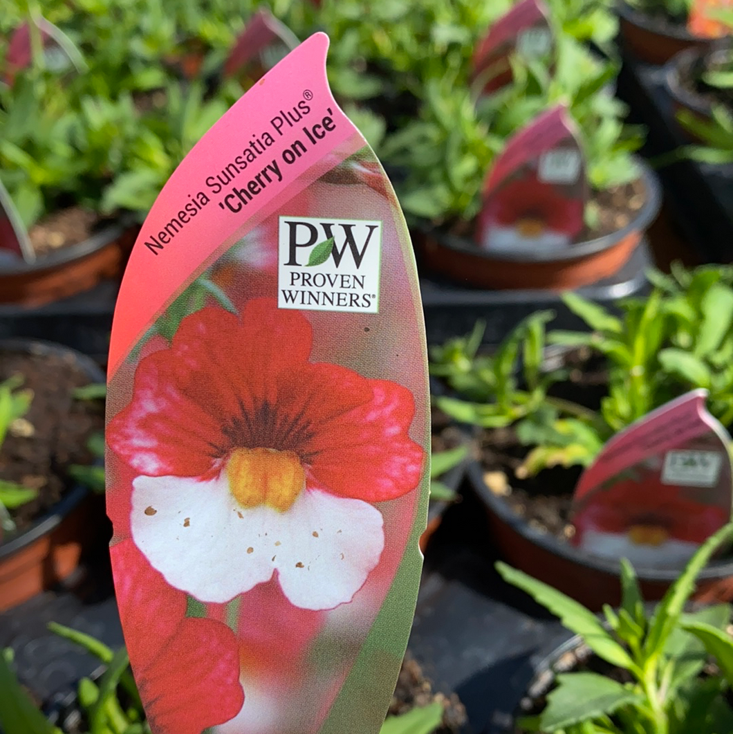 Nemesia ‘Cherry on ice’