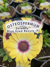 Load image into Gallery viewer, Osteospermum ‘Blue Eyed Beauty’
