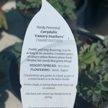 Load image into Gallery viewer, Corydalis Canary Feathers
