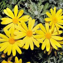 Load image into Gallery viewer, Euryops Pectinatus
