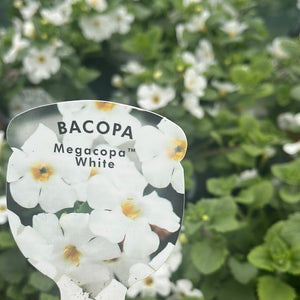 Bacopa Megacopa White