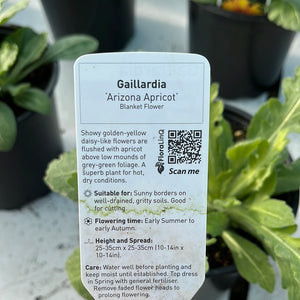 Gaillardia Arizona Apricot
