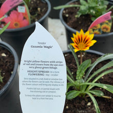 Load image into Gallery viewer, Gazania Magic

