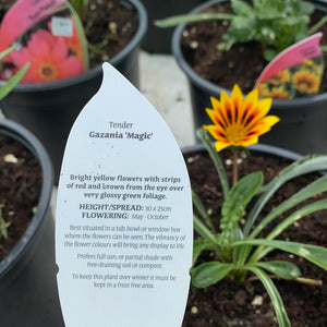 Gazania Magic