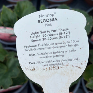 Non Stop Begonia Pink - pot