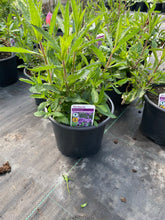 Load image into Gallery viewer, Verbena Bonariensis
