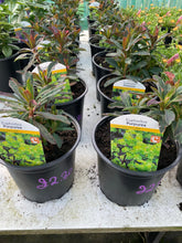 Load image into Gallery viewer, Euphorbia Purpurea
