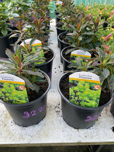 Euphorbia Purpurea