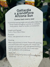 Load image into Gallery viewer, Gaillardia Arizona Sun
