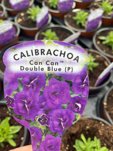 Calibrachoa (Million Bells) ‘Double Blue’