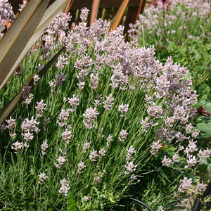 Lavender Rosea