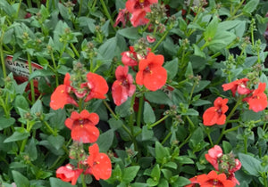 Diascia Diamond dark orange
