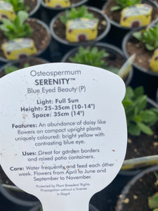 Osteospermum ‘Blue Eyed Beauty’