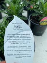 Load image into Gallery viewer, Euryops Pectinatus
