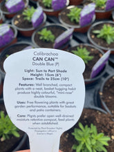 Load image into Gallery viewer, Calibrachoa (Million Bells) ‘Double Blue’
