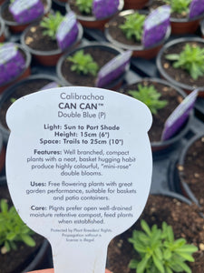 Calibrachoa (Million Bells) ‘Double Blue’