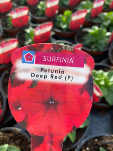 Surfinia ‘Deep Red’