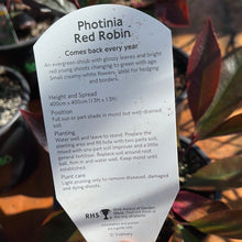 Load image into Gallery viewer, Photinia Red Robin
