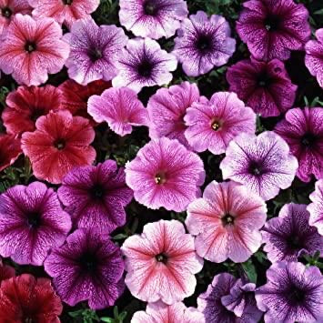 Upright Petunia ‘Reflections Mix’