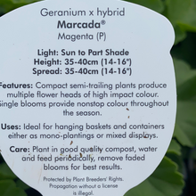 Load image into Gallery viewer, Geranium Marcada ‘Magenta’
