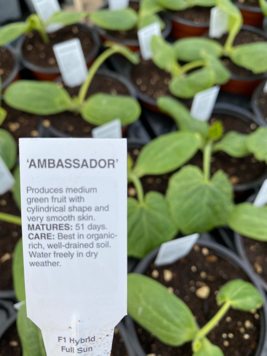 Courgette Plant – Rostherne Nursery