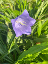 Load image into Gallery viewer, Campanula bells blue
