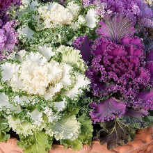 Load image into Gallery viewer, Ornamental Kale &#39;Northern Lights’
