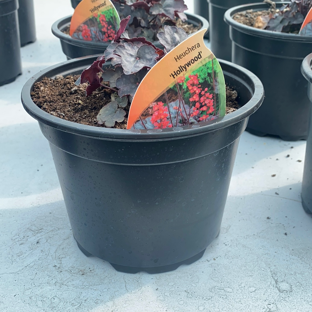 Heuchera Hollywood