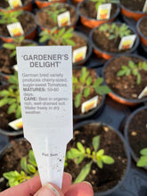 Load image into Gallery viewer, Tomato Plant ‘Gardeners Delight’
