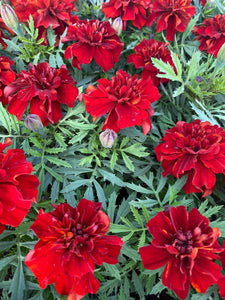 Fireball French Marigold