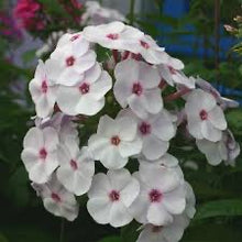 Load image into Gallery viewer, Phlox paniculata Famous&#39;White Eye&#39;
