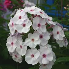 Phlox paniculata Famous'White Eye'