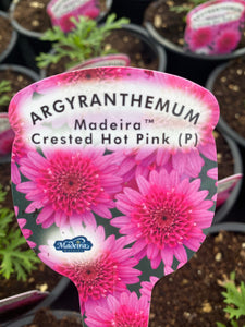 Argyranthemum ‘Crested Hot Pink’