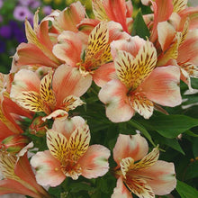 Load image into Gallery viewer, Alstroemeria Inca 'Husky’
