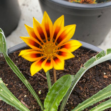 Load image into Gallery viewer, Gazania Magic
