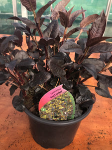 Lysimachia, Fire Cracker