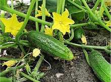 Load image into Gallery viewer, Cucumber plant
