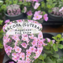 Load image into Gallery viewer, Bacopa MegaCopa Pink Shine
