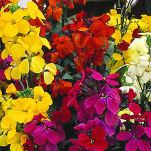 Load image into Gallery viewer, Bloomsy Baby Dwarf Wallflower
