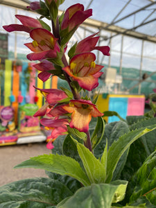 Digitalis Illumination “Flame”