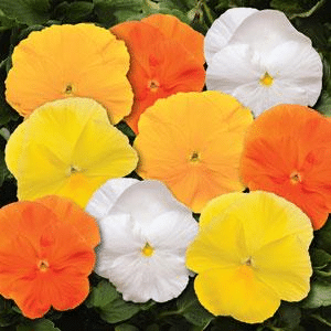 Citrus Mix Pansies